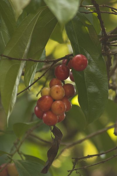 Flacourtia montana, photographed by Siddarth Machado