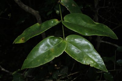 Memecylon randerianum, photographed by Siddarth Machado
