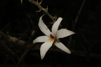 Dendrobium barbatulum, photographed by Siddarth Machado