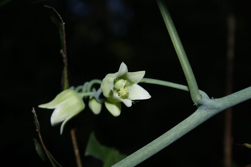 Adenia hondala, photographed by Siddarth Machado