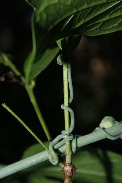 Adenia hondala, photographed by Siddarth Machado
