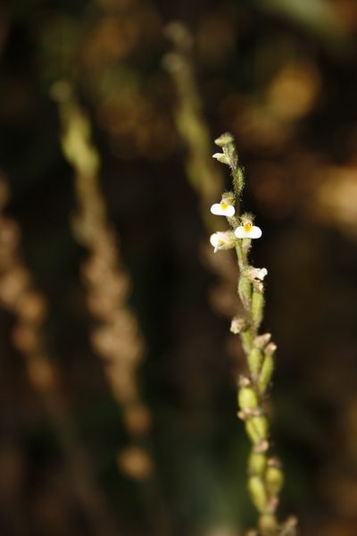 Zeuxine gracilis, photographed by Siddarth Machado
