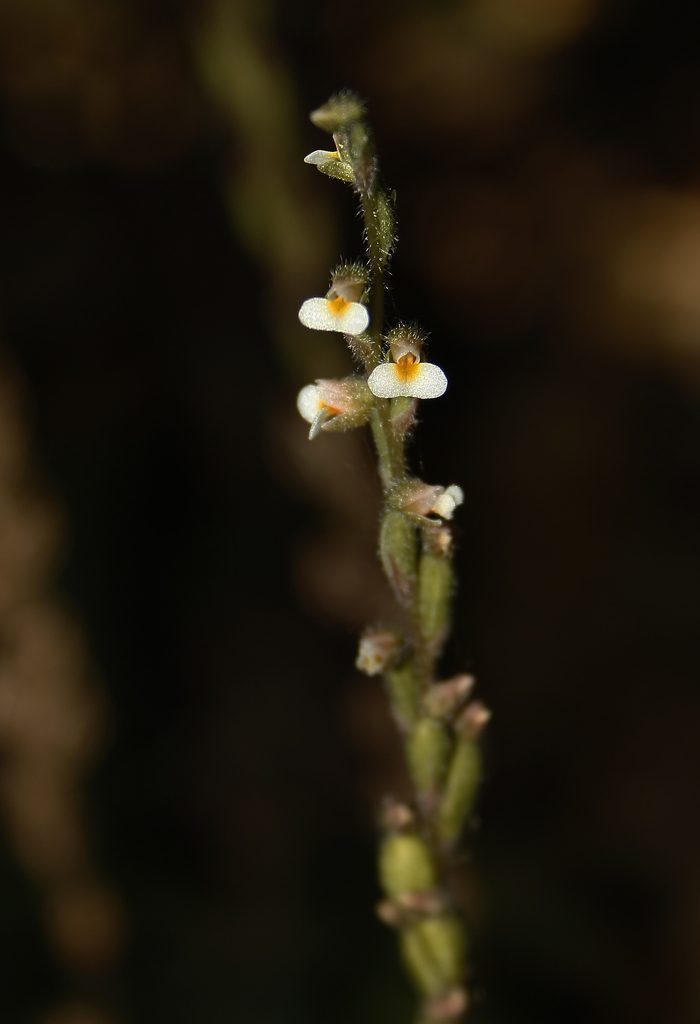 Zeuxine gracilis, photographed by Siddarth Machado