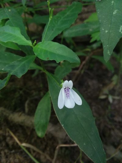 Justicia lanceolata, photographed by Will McFarland