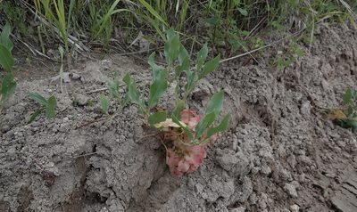 Rumex venosus, photographed by Colin Croft