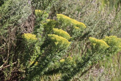 Phymaspermum acerosum, photographed by Tony Rebelo