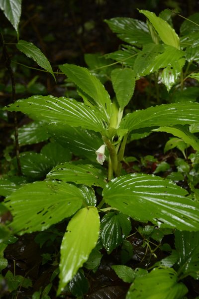 Boesenbergia tiliifolia, photographed by Siddarth Machado