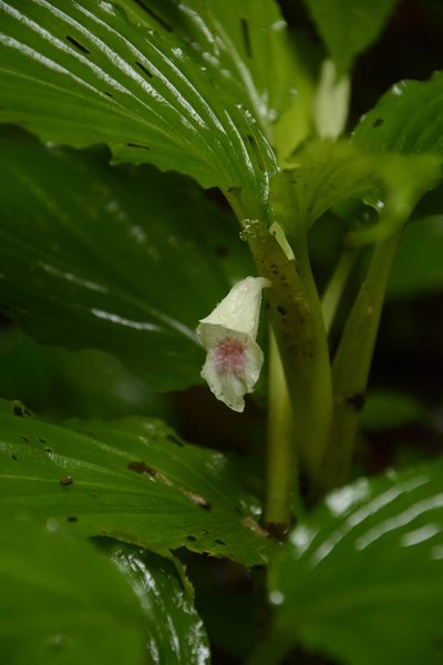 Boesenbergia tiliifolia, photographed by Siddarth Machado