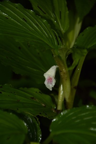 Boesenbergia tiliifolia, photographed by Siddarth Machado