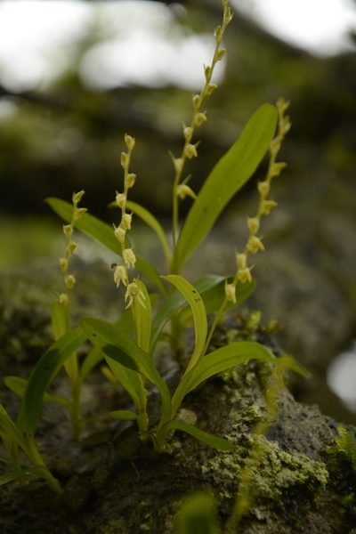 Porpax filiformis, photographed by Siddarth Machado