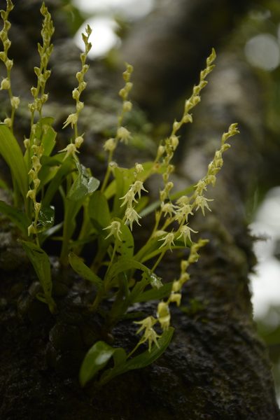 Porpax filiformis, photographed by Siddarth Machado