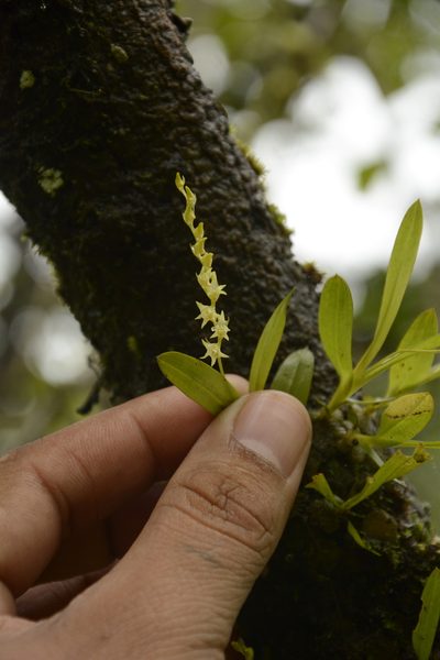 Porpax filiformis, photographed by Siddarth Machado