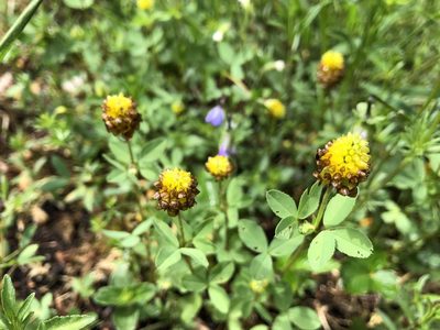 Trifolium spadiceum, photographed by Jason Grant