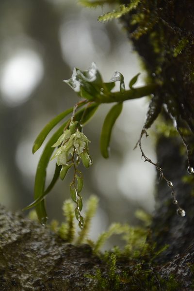 Dendrobium heyneanum, photographed by Siddarth Machado