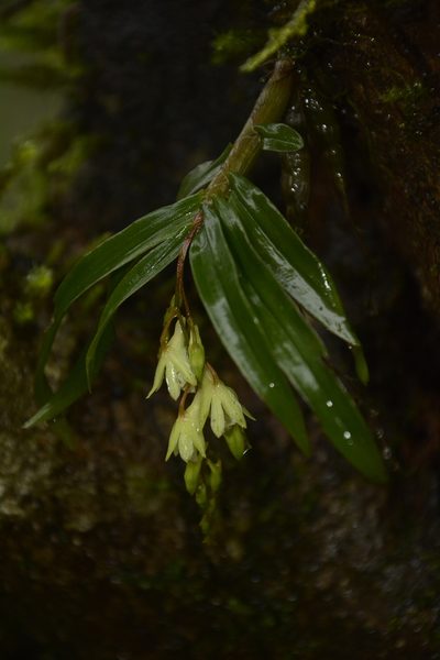 Dendrobium heyneanum, photographed by Siddarth Machado