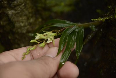 Dendrobium heyneanum, photographed by Siddarth Machado