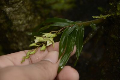 Dendrobium heyneanum, photographed by Siddarth Machado