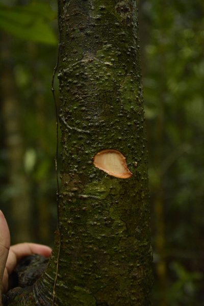 Gymnacranthera canarica, photographed by Siddarth Machado