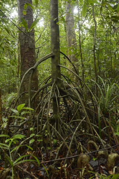 Myristica magnifica, photographed by Siddarth Machado