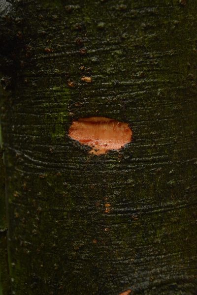 Myristica magnifica, photographed by Siddarth Machado