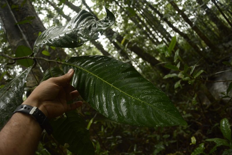 Myristica magnifica, photographed by Siddarth Machado