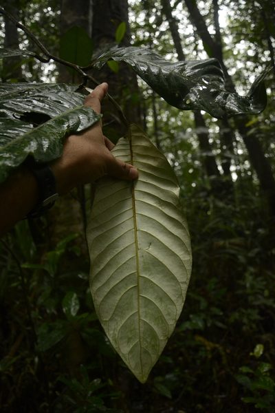Myristica magnifica, photographed by Siddarth Machado