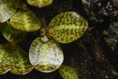 Porpax jerdoniana, photographed by Siddarth Machado