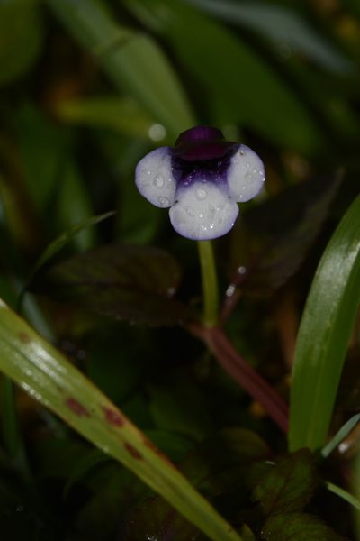 Torenia bicolor, photographed by Siddarth Machado