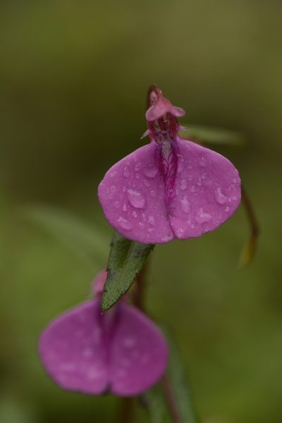 Impatiens oppositifolia, photographed by Siddarth Machado