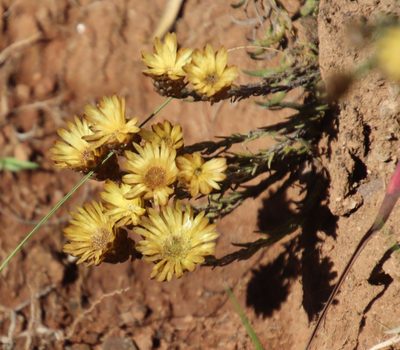 Helichrysum herbaceum, photographed by Tony Rebelo