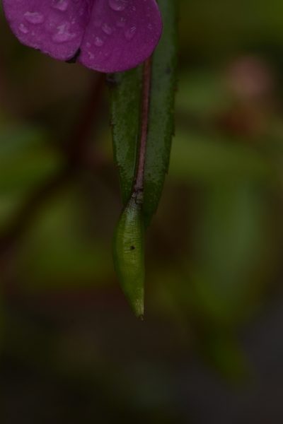Impatiens oppositifolia, photographed by Siddarth Machado