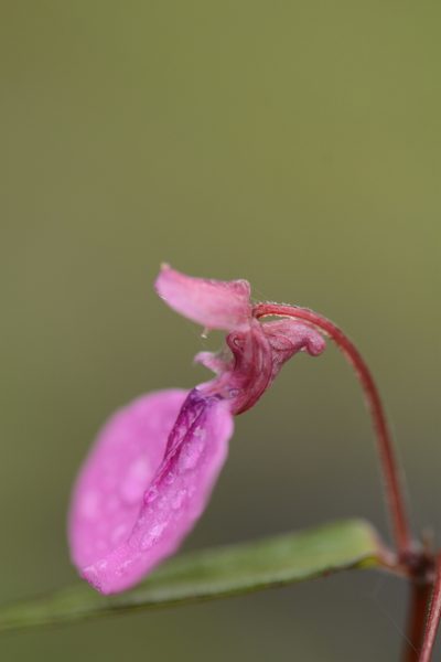 Impatiens oppositifolia, photographed by Siddarth Machado