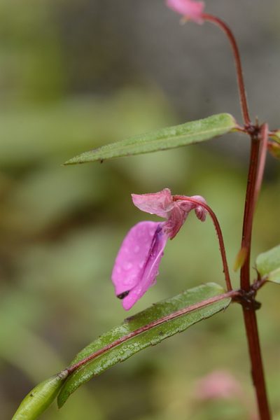 Impatiens oppositifolia, photographed by Siddarth Machado