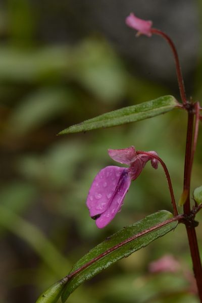 Impatiens oppositifolia, photographed by Siddarth Machado