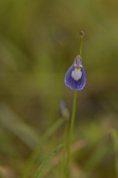 Utricularia arcuata, photographed by Siddarth Machado