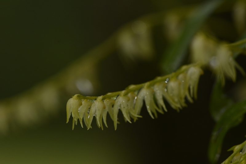 Porpax filiformis, photographed by Siddarth Machado