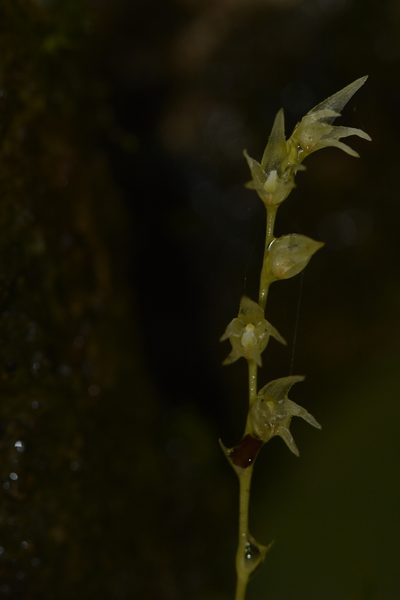 Porpax filiformis, photographed by Siddarth Machado