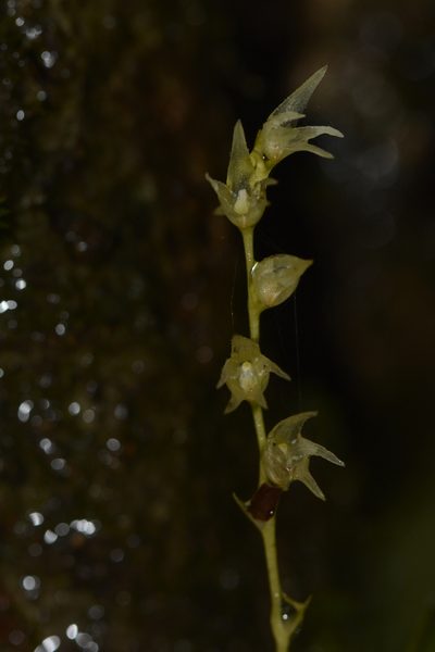 Porpax filiformis, photographed by Siddarth Machado