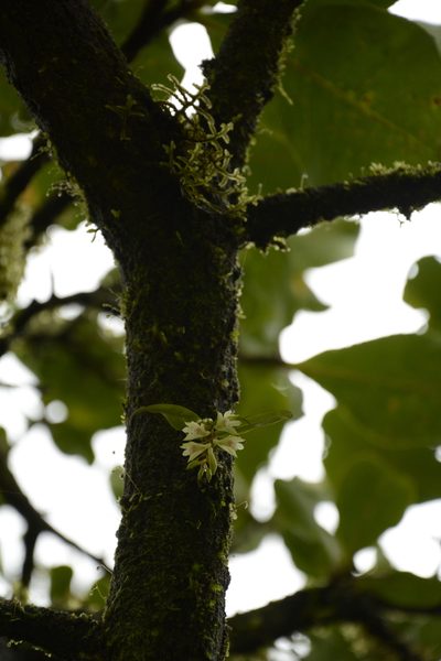 Dendrobium heyneanum, photographed by Siddarth Machado