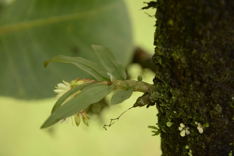 Dendrobium heyneanum, photographed by Siddarth Machado