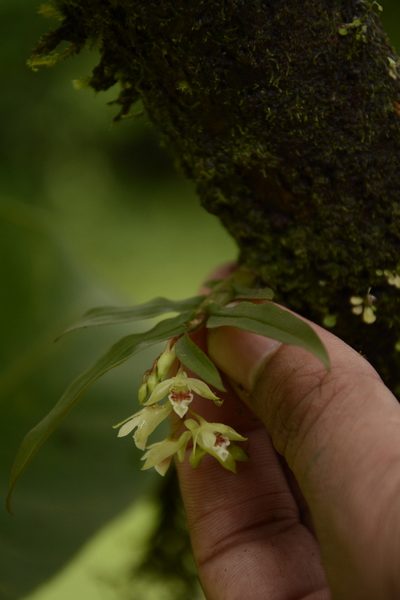 Dendrobium heyneanum, photographed by Siddarth Machado