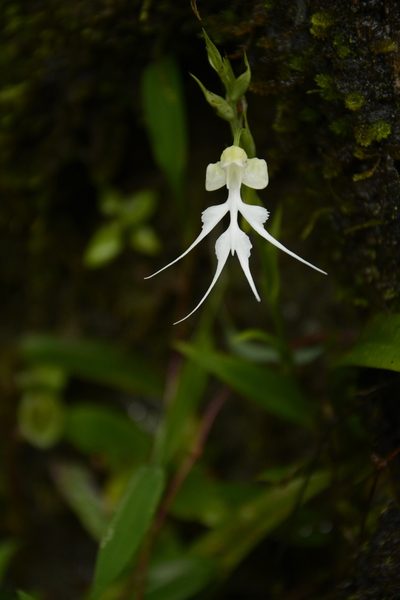 Habenaria crinifera, photographed by Siddarth Machado