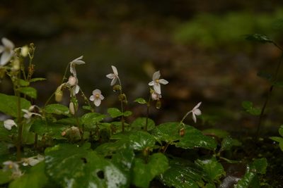 Begonia crenata, photographed by Siddarth Machado