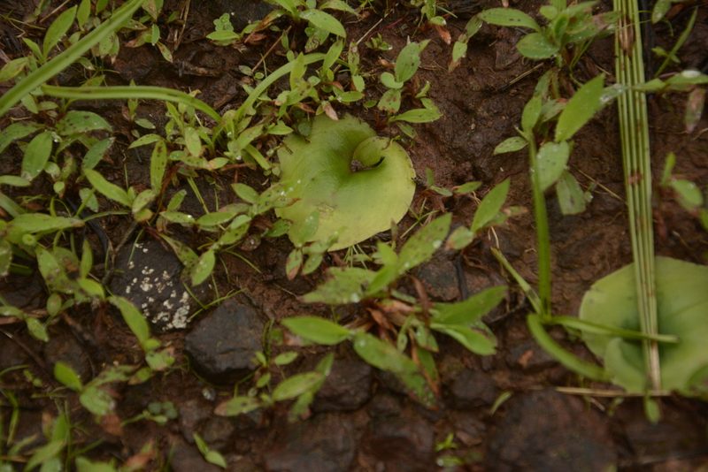 Habenaria grandifloriformis, photographed by Siddarth Machado
