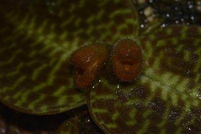 Porpax jerdoniana, photographed by Siddarth Machado