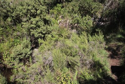 Cliffortia linearifolia, photographed by Tony Rebelo