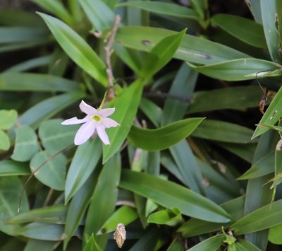 Xerophyta elegans, photographed by Tony Rebelo