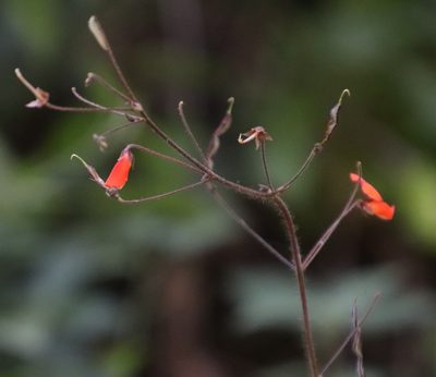 Hylodesmum repandum, photographed by Tony Rebelo