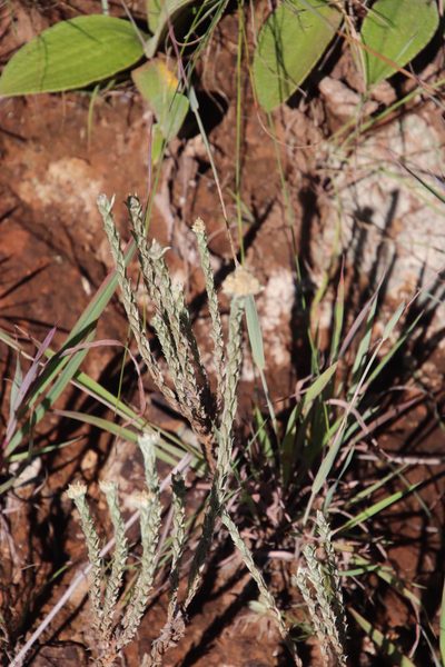 Helichrysum glomeratum, photographed by Tony Rebelo