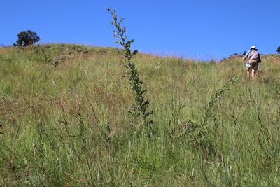 Calpurnia sericea, photographed by Tony Rebelo